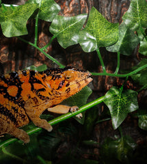 Artificial Hanging Leaves Amphibians and Reptiles
