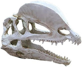Dinosaur Skull Head Decor 2-H4/18x8.5x14cm