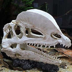Dinosaur Skull Head Decor 2-H4/18x8.5x14cm