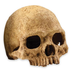 Exo Terra Primate Skull – Realistic Terrarium Hide