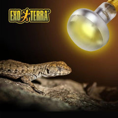 Exo Terra Reptile Intense Basking Spot Light Increase Luminous Intensity (4 Sizes)