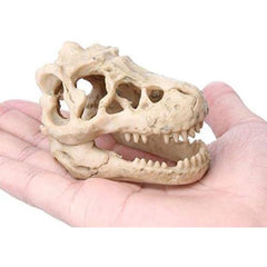 dinasour skull 8.5x5.5X4.5cm