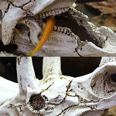 Dinosaur Skull Head Decor 2-H4/18x8.5x14cm