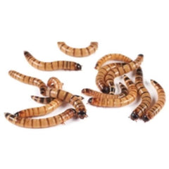 Live Super Worm Organic Superworm