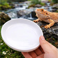 Reptile Feeding Dish 22 – 13 x 2.8 cm
