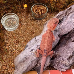 Reptile Glass Feeding Bowl – Small / Medium Sizes