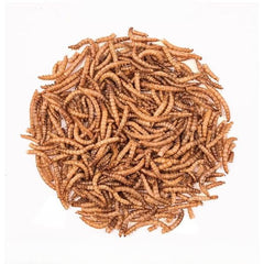 B&K Mealworm
