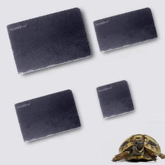Turtle Reptile Rock Food Plate Grinding The Nail 3 Sizes