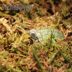 Nomo moss reptile tortoise moisturizing mat turtle hibernating transport insulation dry water moss lizard snake 500g
