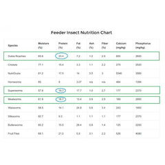 Live Feeder Dubia Roaches Organic feed - Free Delivery