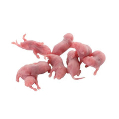 Frozen Baby Pinky 1-2g/2-3g/3-4g