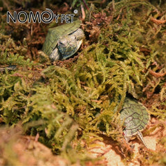 Nomo moss reptile tortoise moisturizing mat turtle hibernating transport insulation dry water moss lizard snake 500g
