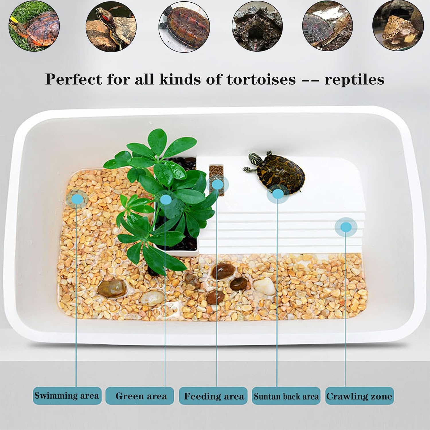 Turtle Tank Reptile Tortoise Habitat 31x12x12.5cm