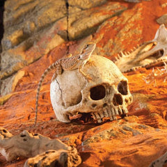 Exo Terra Primate Skull – Realistic Terrarium Hide