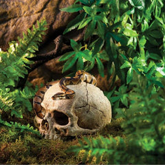 Exo Terra Primate Skull – Realistic Terrarium Hide