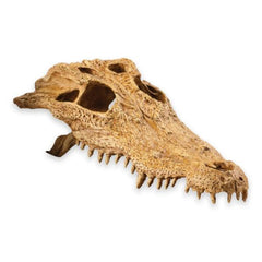 Exo Terra Crocodile Skull – Realistic Reptile Terrarium Hide & Decoration