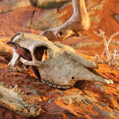 Exo Terra Buffalo Skull Reptile Hideout & Terrarium Decoration
