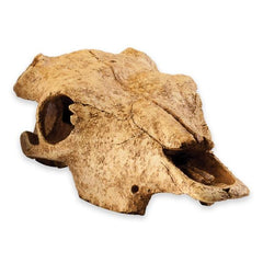 Exo Terra Buffalo Skull Reptile Hideout & Terrarium Decoration