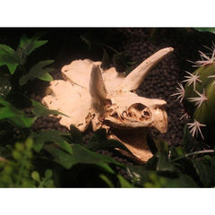 Nomoypet Resin Hide Decoration for Aquarium and Terrarium Landscape NS-116