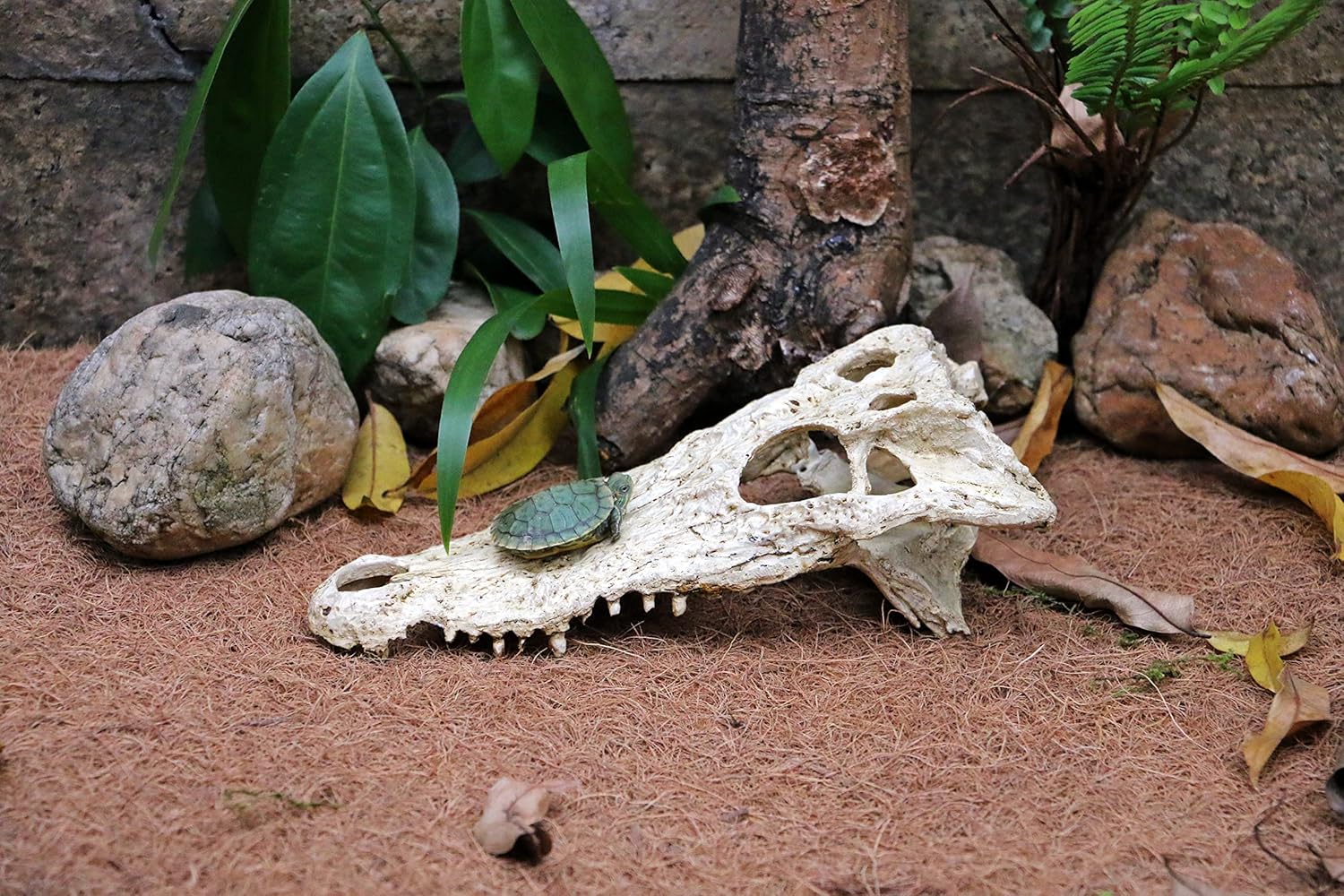 Crocodile Reptile Amphibian Skull Habitat Hide  NS-72/22x6.5cm