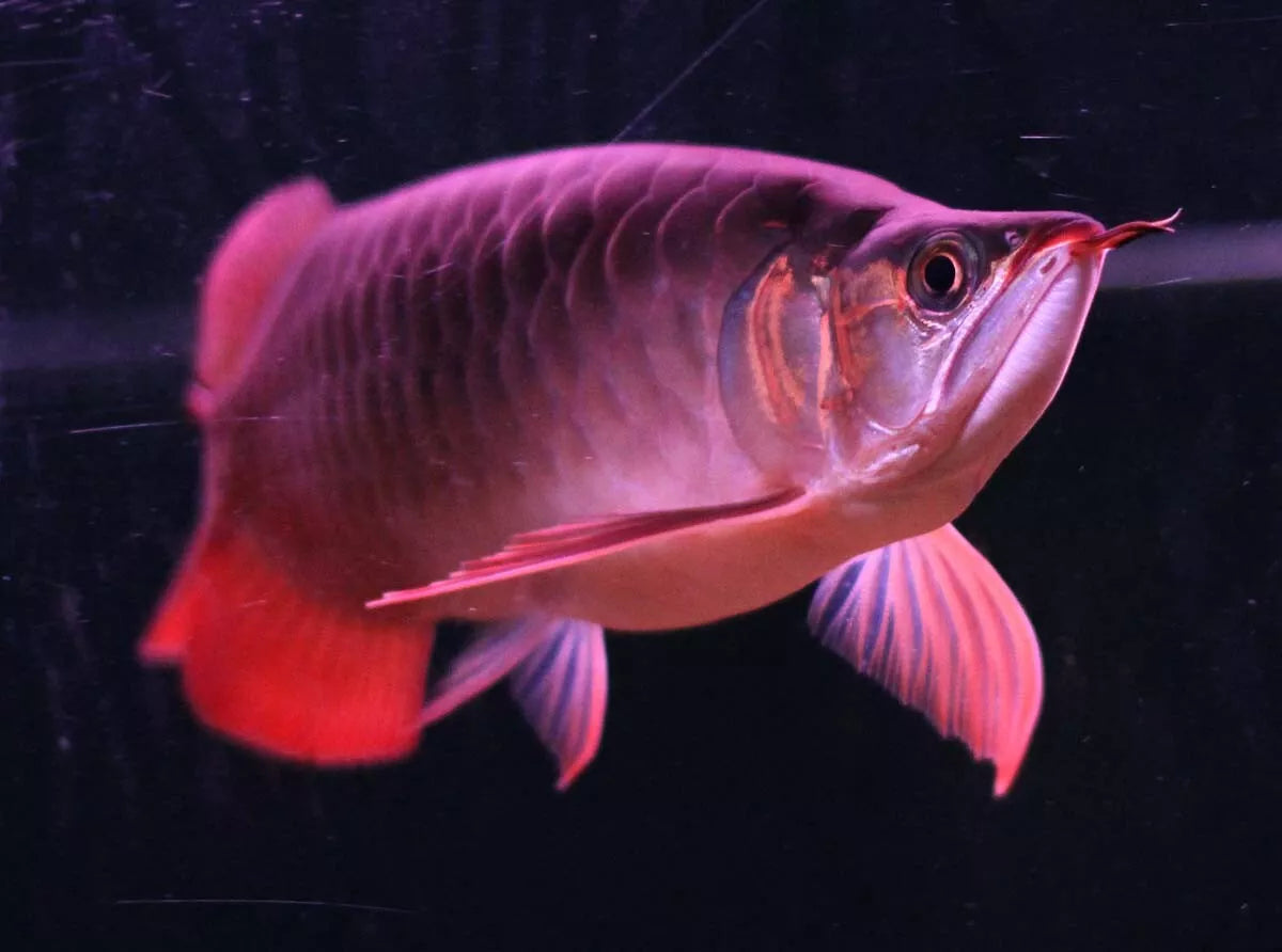 Pro Arowana Intense Color Fish Food AR-G2 250G