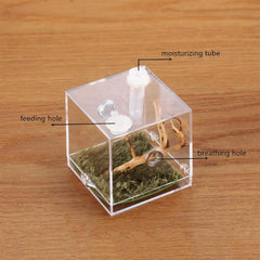 Spider Small Pet Insect Breeding Box 6.8 x 6.5 x 6.5cm