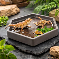 Reptile Feeding Dish Non-Slip Food & Water Bowl for Geckos, Lizards & Small Pets