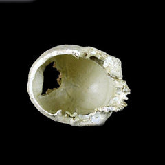 NOMOY PET Skull Ornament NS-73 – Resin Aquarium & Terrarium Decor
