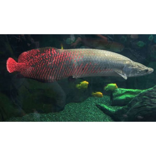 HULX Arowana Red Monster Replacement Bait Foods High Proteins Predator Series 100gm and 500gm