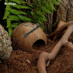 Coconut Reptile Hideouts, Lizard, Spider and Aquarium Fish Hide Cave
