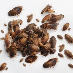 Live Feeder Dubia Roaches Organic feed - Free Delivery