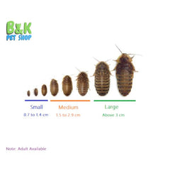 Live Feeder Dubia Roaches Organic feed - Free Delivery